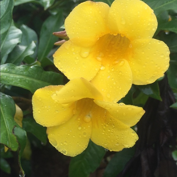 Meet your Posher, Ms Montara Beach - Picture 14 of 16